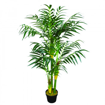 Amazon Areca Bamboo Palm Amazon Areca Bamboo Palm